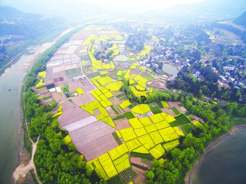 巴中农商银行支持恩阳区青州坝规模种植产业园春耕生产
